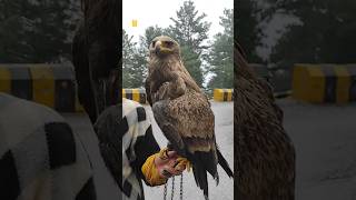 Great Eagle Attitude #shorts #usa #eagles #wildlife #world #bbcearth #birds #videos #top #us #vs #hd