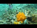 incredible footage of frogfish eating. also in slow motion lembeh strait indonesia