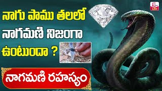 King Cobra Snake pearl | Nagamani Stone|| Venugopal Nagamani Mystery Explained in Telugu || Sumantv