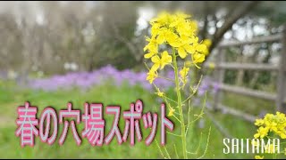 ココはおとぎ話の世界⁉ 💐鹿島古墳群【春の穴場スポット】　お花見：埼玉編‼