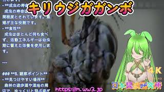 【日本昆虫研究所】キリウジガガンボの美しい模様と役割を徹底解説！