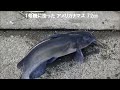 🐟自作仕掛けアメリカナマズ えさ釣りin霞ヶ浦 自作仕掛1号機編