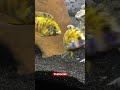 Beautiful Female Peacock Cichlid chasing the Male