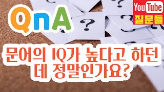 문어의 IQ가 높다고 하던데 정말인가요?