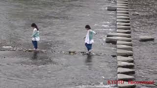 【京都歳時記】京都府立植物園そば、半木の道（なからぎのみち）の桜はこれからです。賀茂川の飛び石で、靴が水につかっても遊ぶ、女の子たちです。かわいらしい光景ですね。　2024年4月2日