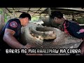 BAKAS NG PANGANIB GA HALIMAW NA LAKI NG COBRA #cobraprince