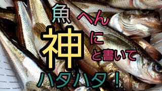 2020！秋田にハタハタ(鰰)きたぞぉ～🐟…初めて刺身にしてみたなり🍴