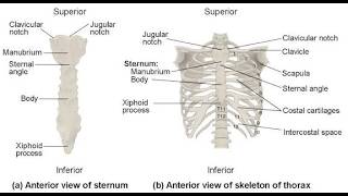 Anatomy of Sternum; breastbone flat, elongated bone located in the center of the anterior thoracic