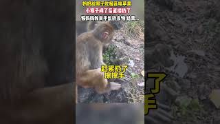 妈妈给猴子吃榴莲味萃果小猴子闻了后直接扔了猴妈妈教育不乱扔食物结果