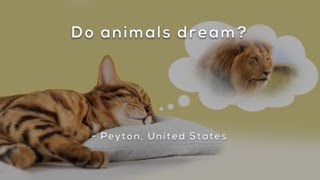 Do animals dream?