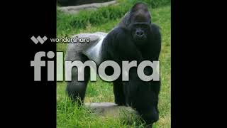 Silverback Gorilla   Sounds of The King of the Jungle