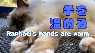 バーマン猫ラフ【手を温める】Raphael's hands are warm（バーマン猫）Birman/Cat