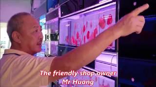 LIOW VIDEO: At Rainbow Aquarium \u0026 Arowana update 金鱼专卖店