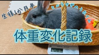 【ミニうさぎ】お迎えから2週間の子うさぎの体重変化です。