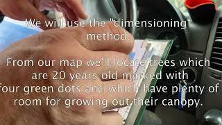 An Intro to Dimensioning Tree Trimming  --tourist destination in the forest park of Epe