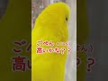 【インコのつぼみ】ごはん代金について おしゃべりインコ インコ おもしろい かわいい動物 お弁当 セキセイインコ budgerigar budgie