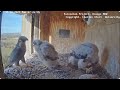 Amazing peregrine Falcon and their beautiful chicks
