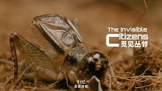 Why Crickets Don't Stop Chirping (4K UHD) | TIC