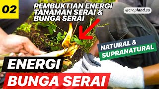 Pembuktian Energi Tanaman Serai dan Bunga Serai