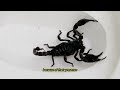 scorpions the predatory arachnids found in everyday nature