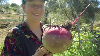 A tour of my homestead garden in Portugal - Talking methods, budget gardening and climate chaos