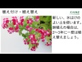 バーベナの育て方（別名：美女桜 ビジョザクラ）カインズ花図鑑