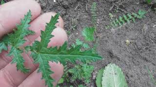 Filipendula vulgaris, dropwort or fern-leaf dropwort a perennial herb of the family Rosaceae