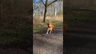 Best walk! #toller #novascotiaducktollingretriever