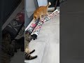 tekir and dağıtmak 😹🐈 cat catshorts kediseverler keşfet funnycats keşfetteyiz