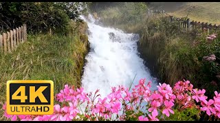 Flower fields, relaxation, chillout, relax, meditation, landscapes, 4K resolution  - Sense_Life