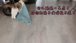 布偶猫姐姐给坐月子的妹妹叼毯子保暖，钢铁姐妹情【猪娣儿是一只猫】