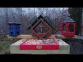 watch an active bird feeder in 4k