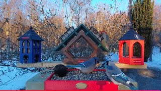 Watch an active bird feeder in 4K