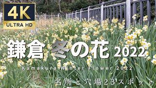 【4K映像】鎌倉冬の花2022 （イチョウ、カエデ、スイセン、ウメなど）｜Kamakura Winter Flower 2022