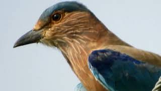 नीलकंठ पक्षी के बारे में रोचक जानकारी || Information About Indian Roller Bird