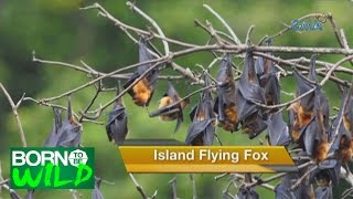 Born to be Wild: The First Flying Fox Sanctuary in the Philippines