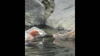 Kissing Ducks　カモのキス