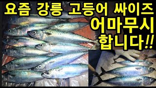 지금 유일하게 대왕 고등어가 나오는 곳!! 처음 가시는 분들은 꼭 보세요!!