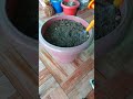 How to grow thousand Marigold Flower in one Pot.