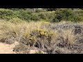 invasive species european beachgrass