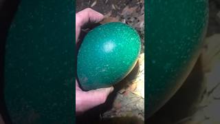 A man discovers a giant egg and finds an unexpected friend.