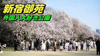 桜の散る前に駆け込む新宿御苑のお花見風景 2023/3/30 LUMIX S5II