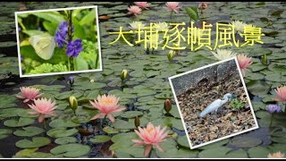 新界大埔逐幀風景探索大自然賞花。探蝶。白鷺Tai Po frame by frame, explore nature flowers.  Exploring the butterfly.  Egret