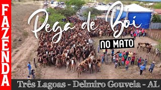 11ª Pega de Boi da Fazenda Três Lagoas - Filmagem Drone - vídeo Completo