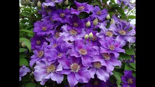 Клематисы в больших контейнерах. Пересадка. Обрезка роз. Итоги черенкования клематисов. Уборка садов