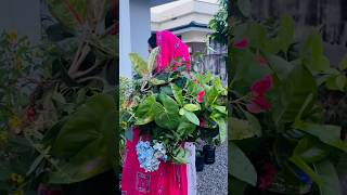 ഇത്രയും ചെടികൾ പ്രേതീക്ഷിച്ചില്ല😲🙄#newshortvideo  #fypviral #chedichatti #indoorplants#plants