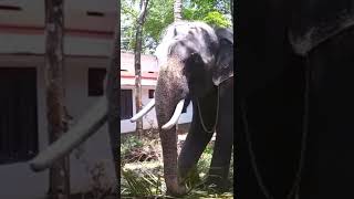 Guruji Balanarayanan | balanarayanan elephant | Kerala famous elephant | #shorts