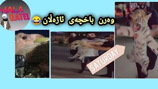 mala qatel مەلا قاتیل و ستافەکەی چون بۆ باخچەی ئاژەڵان 😄