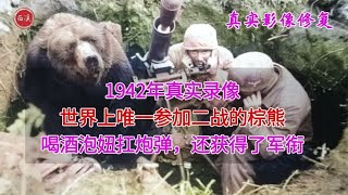 1942年真实录像，唯一参加过二战的棕熊与士兵训练，曾获下士军衔