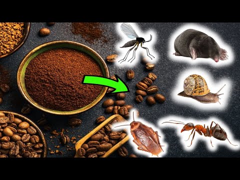 Do coffee grounds repel skunks?